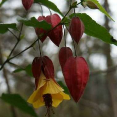 Abutilon 'Kentish Belle'