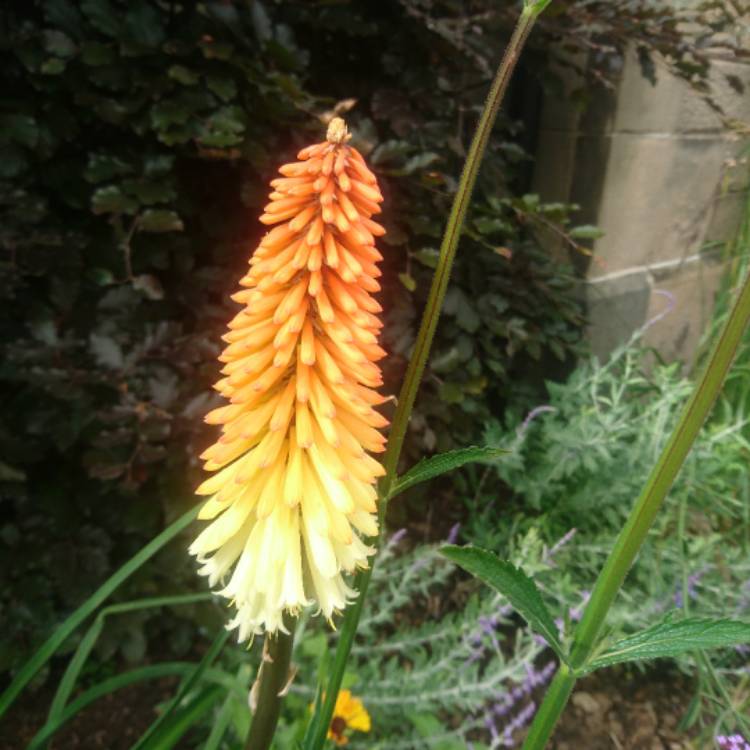 Plant image Kniphofia 'Royal Standard'