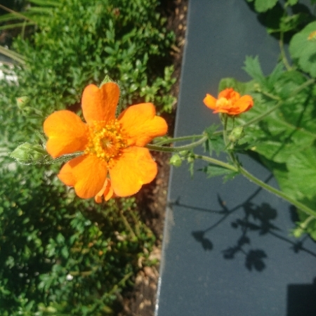 Plant image Geum Coccineum 'Cooky'