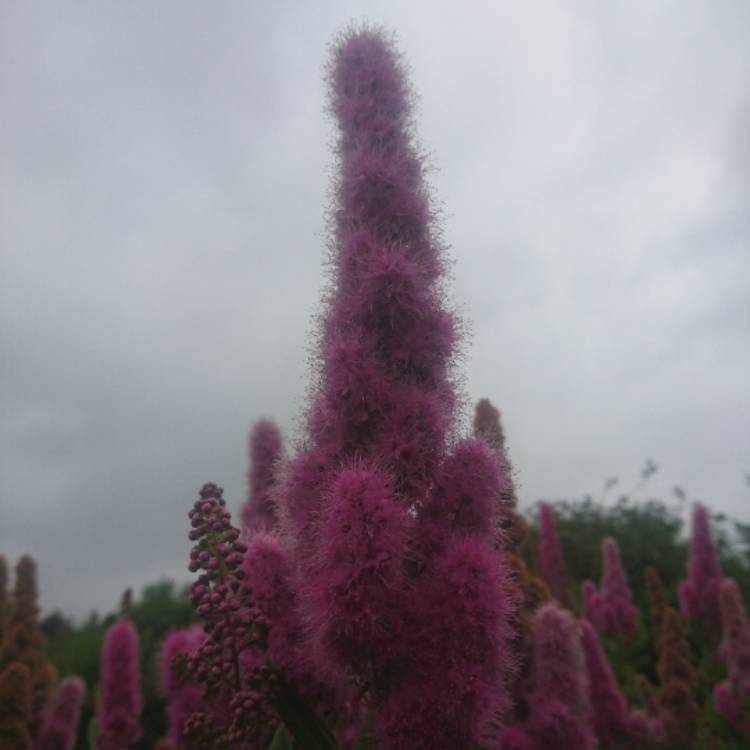 Plant image Spiraea billardii 'Triumphans'