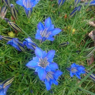 Gentiana 'Diana'