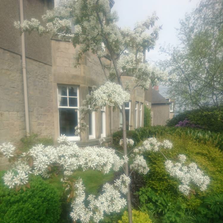 Plant image Amelanchier ovalis