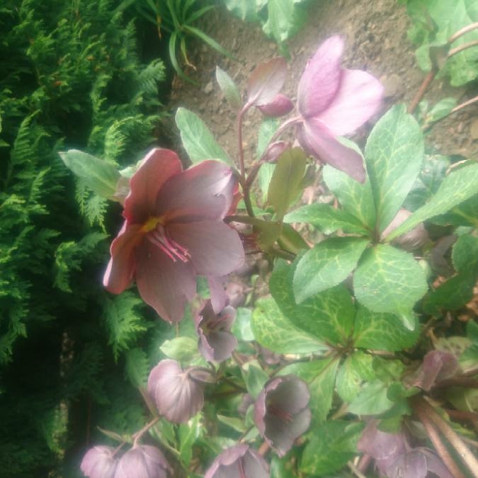 Plant image Helleborus x hybridus 'Lucy Black'