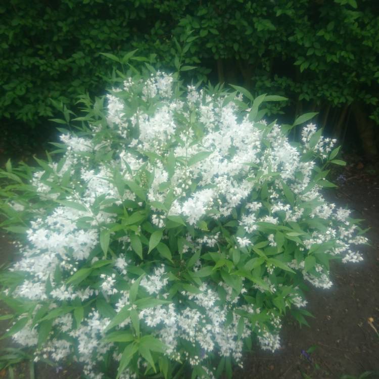 Plant image Deutzia scabra 'Pride of Rochester'