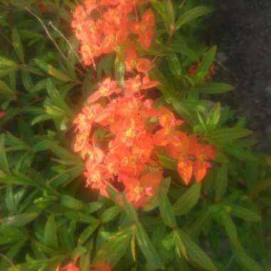 Griffith's Spurge 'Fireglow'