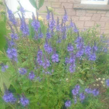 Spiked Speedwell 'Royal Candles'