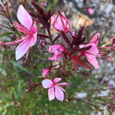 Oenothera lindheimeri  syn. Gaura lindheimeri