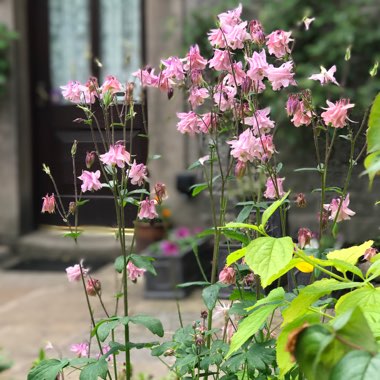 Aquilegia 'Ballerina'