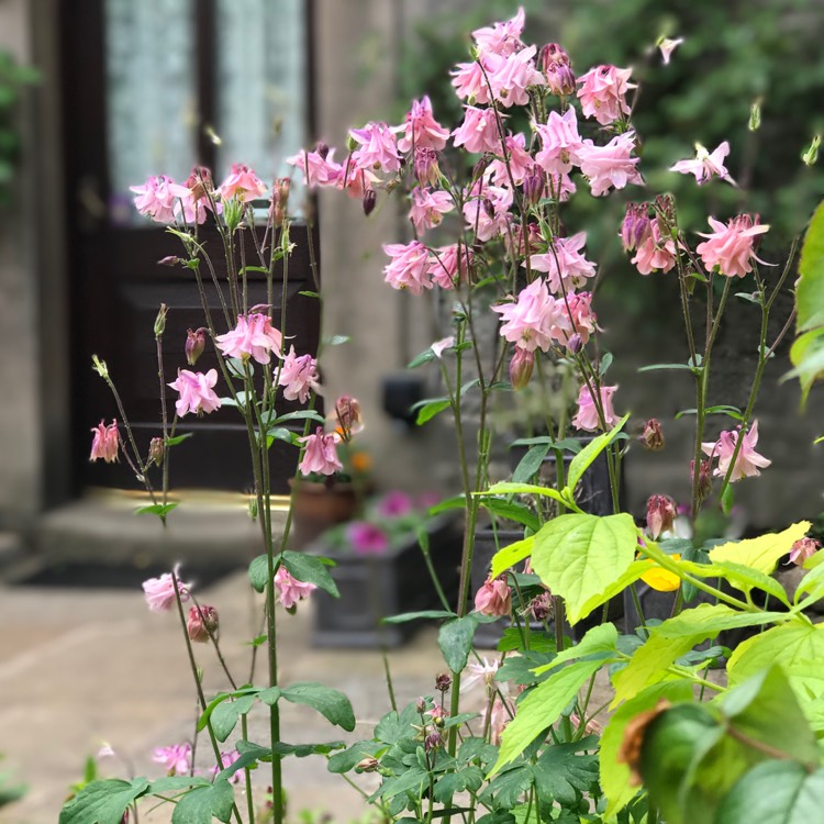 Plant image Aquilegia 'Ballerina'