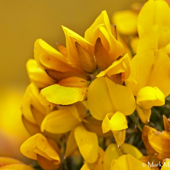 Ulex Europaeus