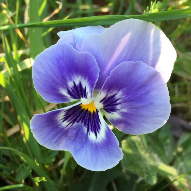 Plant image Viola cornuta sorbet XP 'Pink Halo'