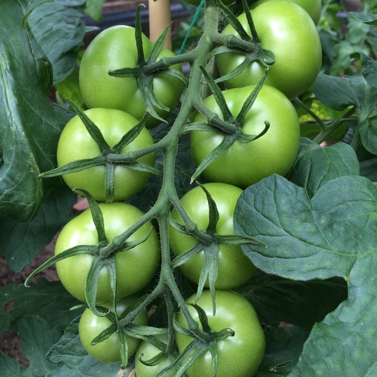 Plant image Solanum lycopersicum 'Shirley'