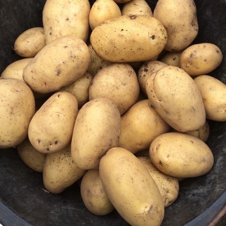 Plant image Solanum tuberosum 'Nicola'