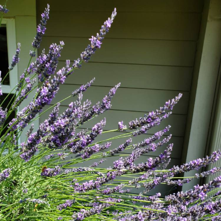 Plant image Lavandula stoechas 'Silver Anouk' (Anouk Series)