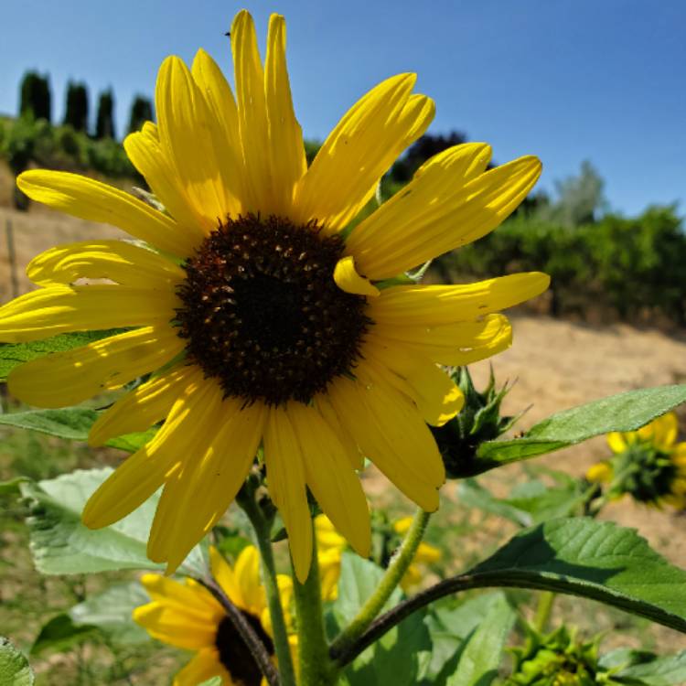 Plant image Helianthus Annuus 'Skyscraper'