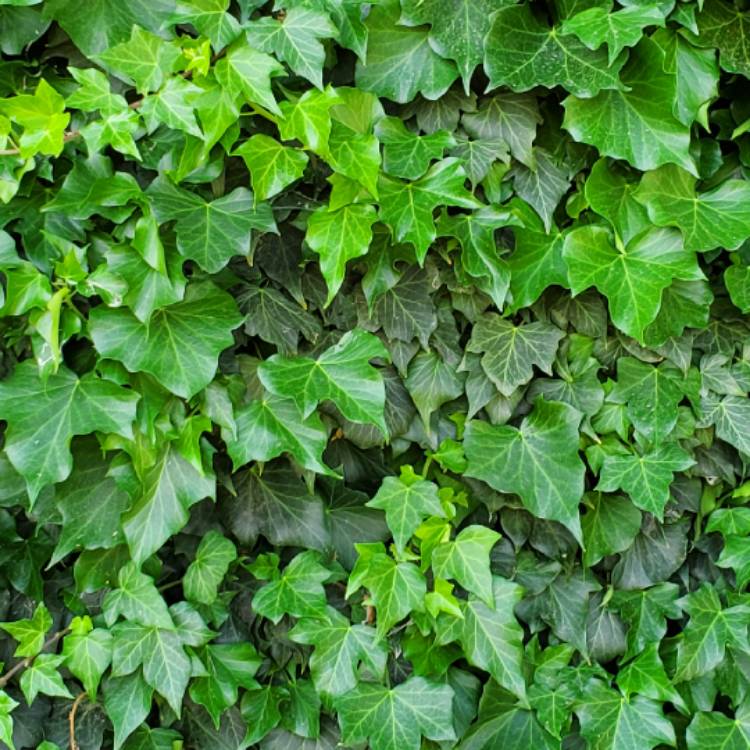 Plant image Hedera helix 'California Fan'