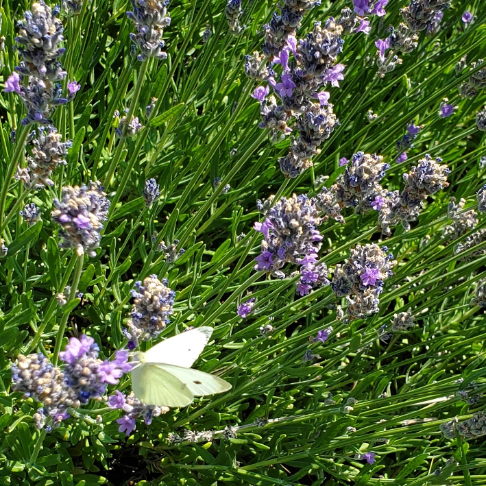 Plant image Lavandula angustifolia 'Anna'