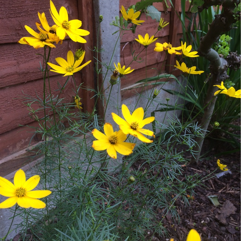 Threadleaf Coreopsis  'Golden gain'