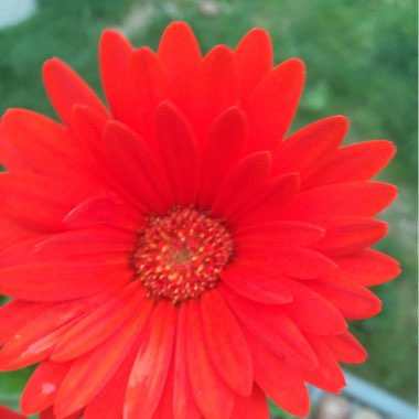 Gerbera 'Garvinea'