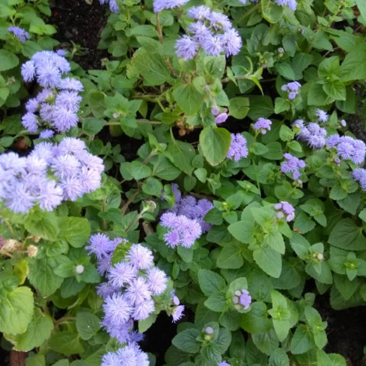 Plant image Ageratum petiolatum