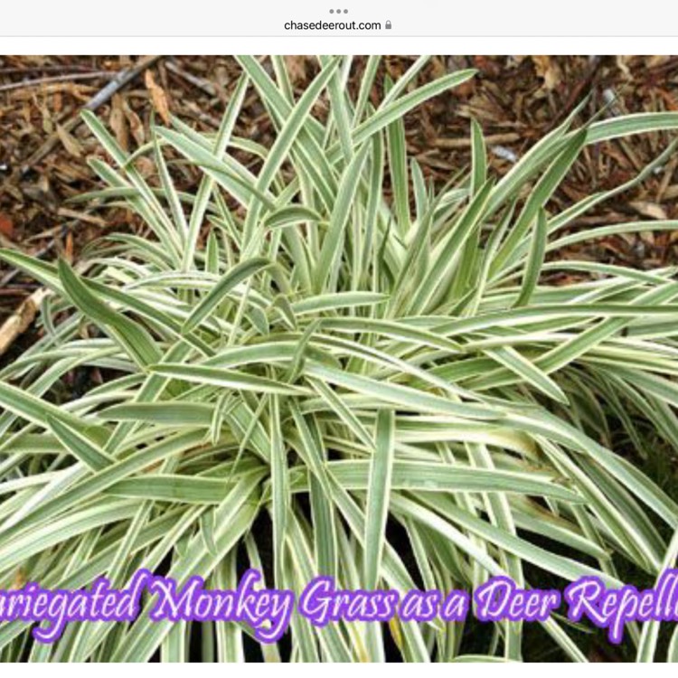 Plant image Liriope muscari 'Variegata'