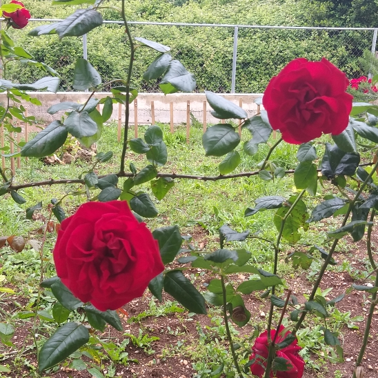 Plant image Rosa 'Scarlet Queen Elizabeth'