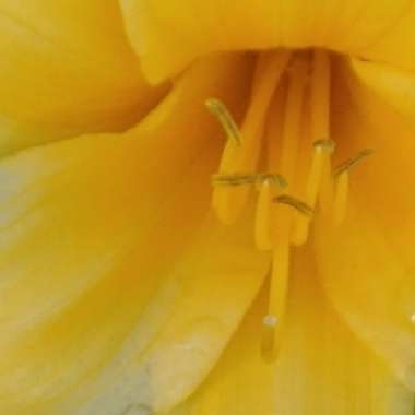 Daylily 'Stella De Oro'