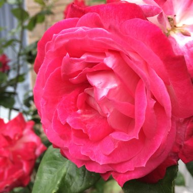 Patio Rose 'Raspberry Royale'