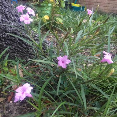 Ruellia simplex