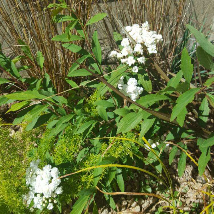 Plant image Spiraea cantoniensis 'Lanceolata'