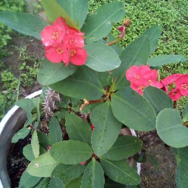 Euphorbia milii