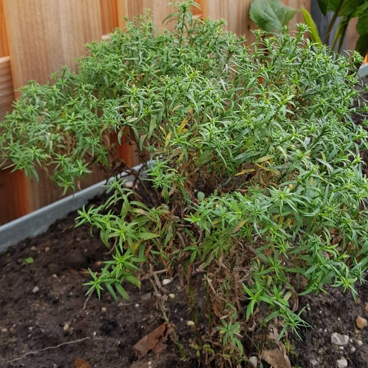 Plant image Coreopsis verticillata 'Golden Showers'