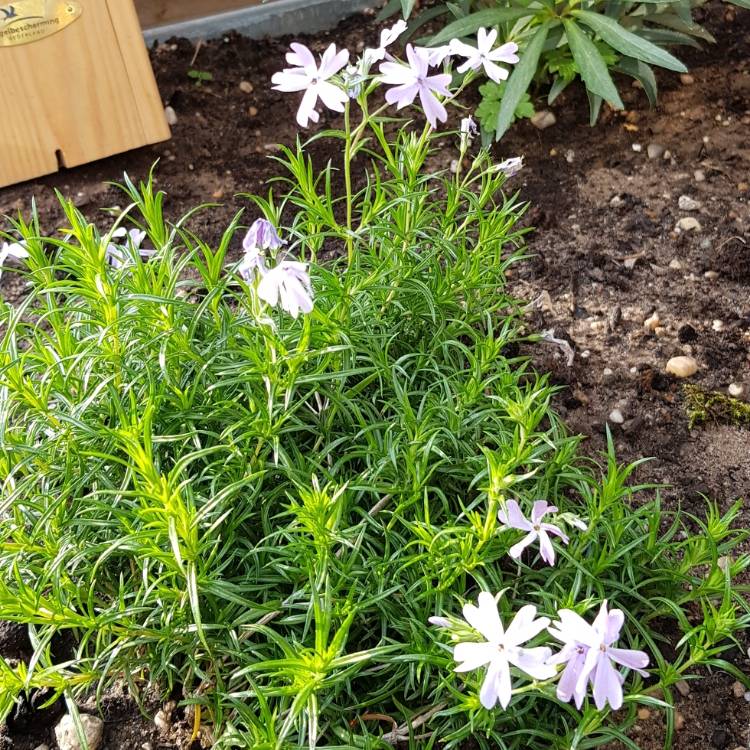 Plant image Phlox subulata 'Emerald Cushion Blue' syn. Phlox subulata 'Emerald Blue'