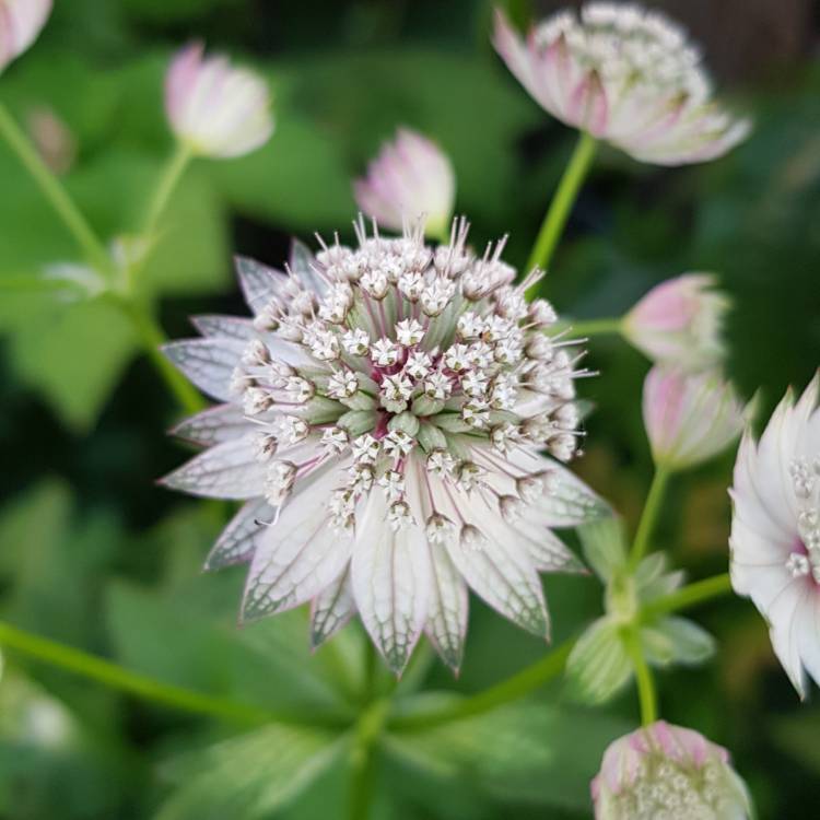 Plant image Astrantia major