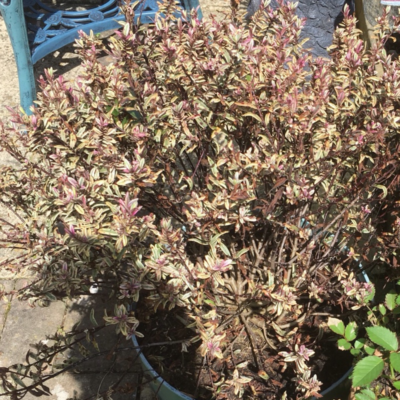 Shrubby Veronica 'Rhubarb and Custard'