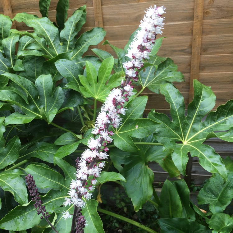 Plant image Actaea simplex (Atropurpurea Group) 'Brunette' syn. Cimicifuga simplex 'Brunette'