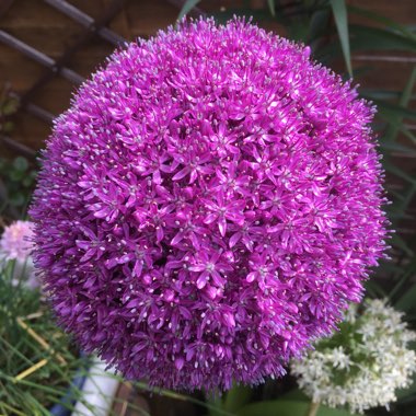 Allium 'Purple Sensation'