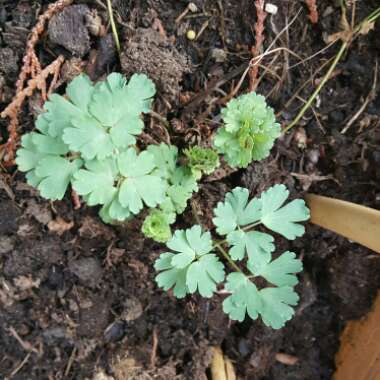 Aquilegia