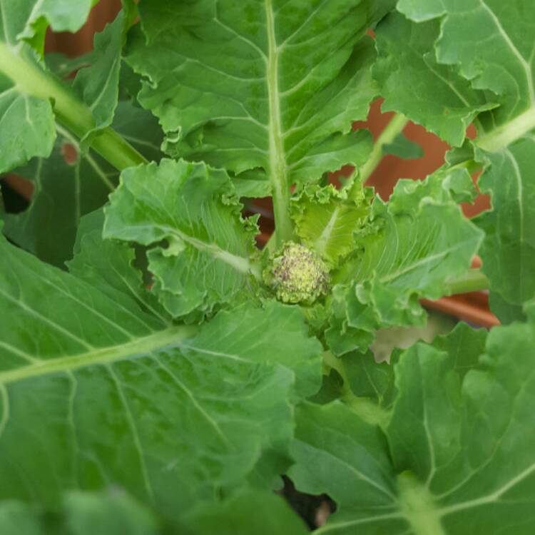 Plant image Brassica oleracea (Italica Group) 'Purple Sprouting'