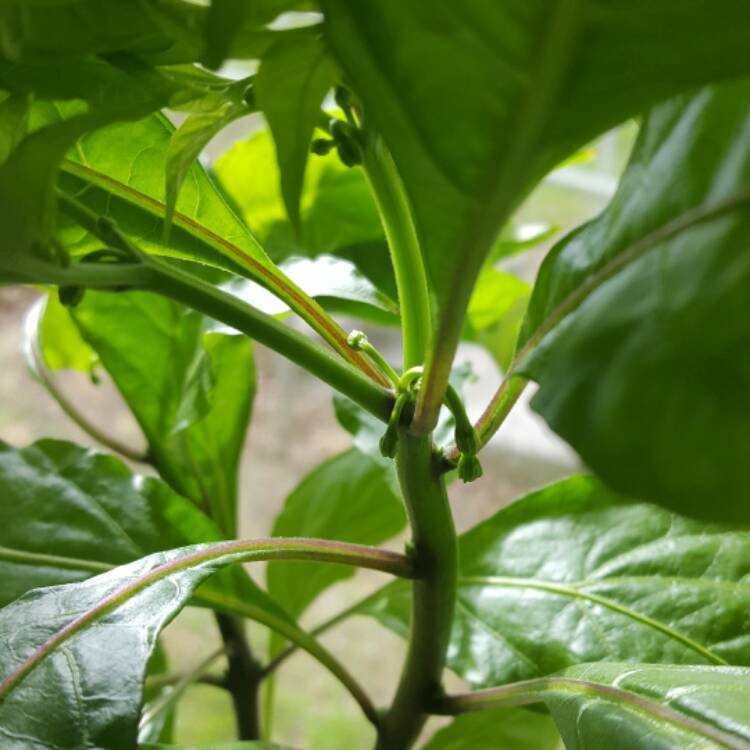 Plant image Capsicum annuum 'Jigsaw'