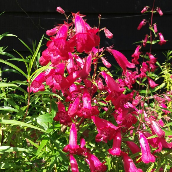 Plant image Penstemon 'Chester Scarlet'