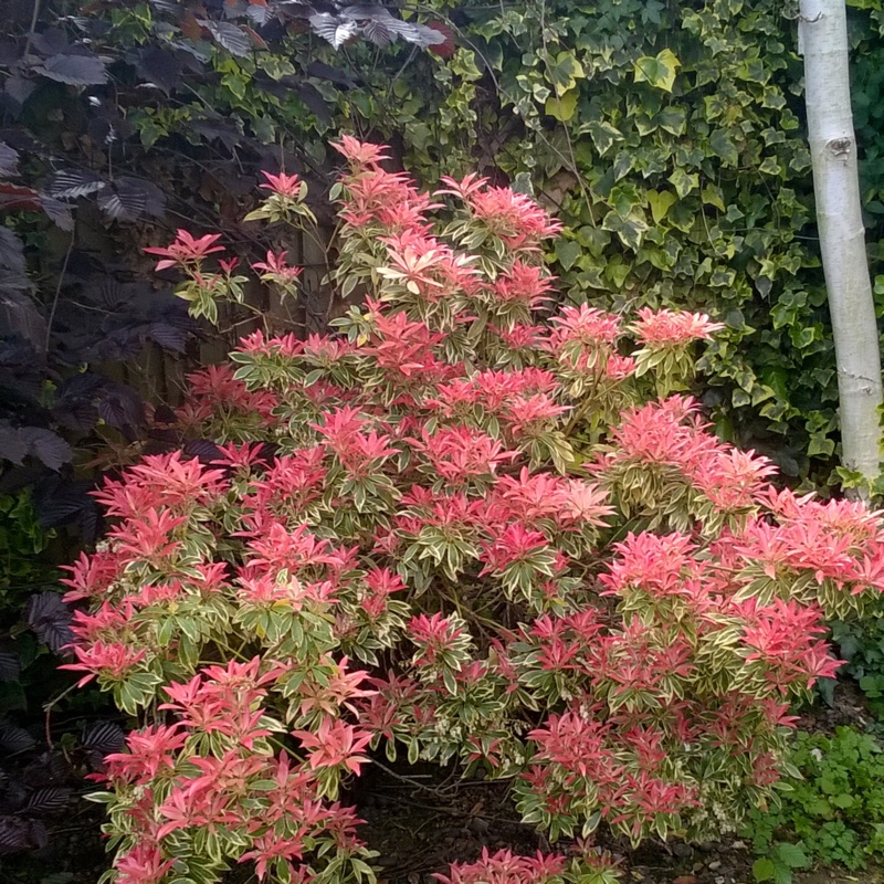 Pieris 'Carnaval'