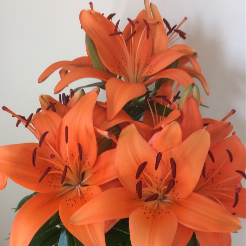 Lily 'Apeldoorn' (Asiatic)