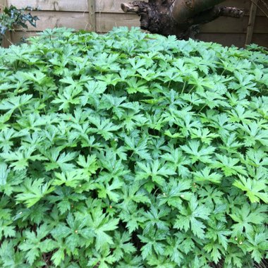 Oxford Cranesbill 'Katherine Adele'