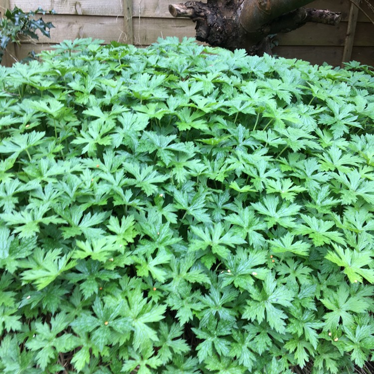 Plant image Geranium x oxonianum 'Katherine Adele'