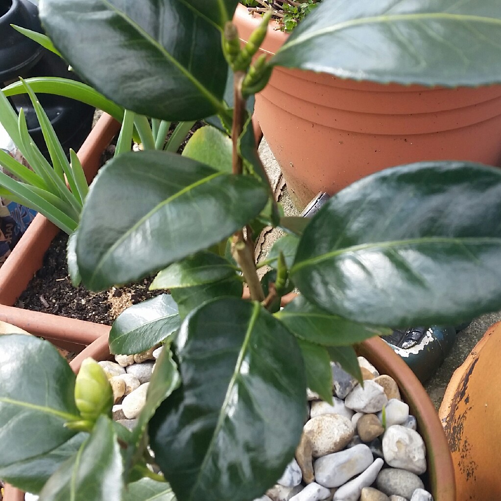 Camellia 'Betty Foy Sanders'