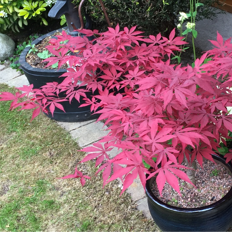 Japanese Maple