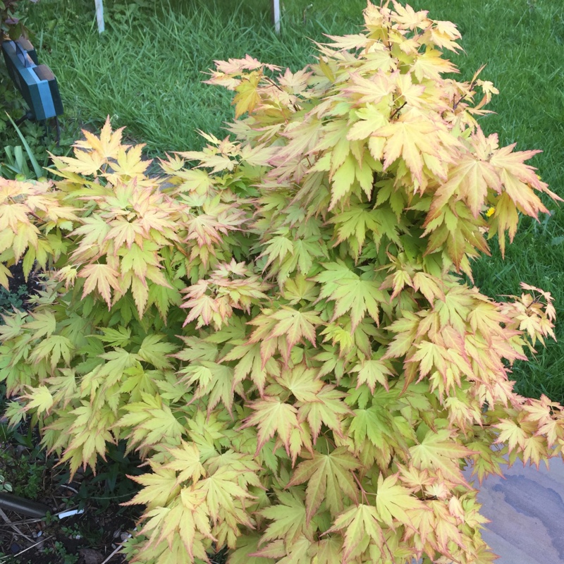 Japanese Maple 'Osakazuki'