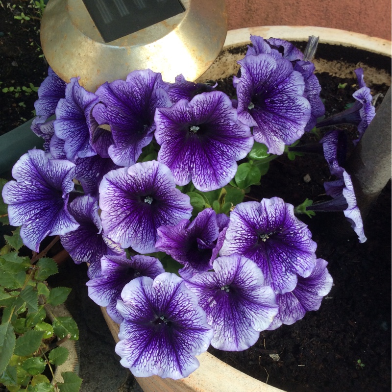 Dwarf Petunia 'Littletunia Blue Vein'