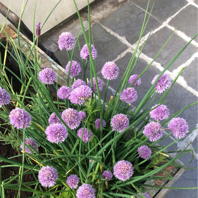 Chives